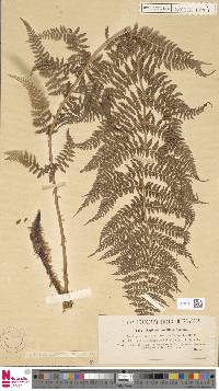 Athyrium distentifolium image