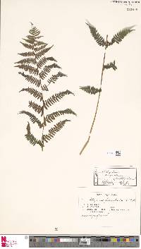 Athyrium angustum image