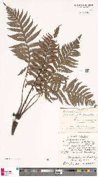 Diploblechnum fraseri image