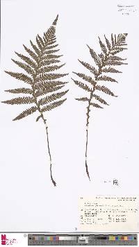 Diploblechnum fraseri image