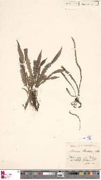 Lomaridium xiphophyllum image