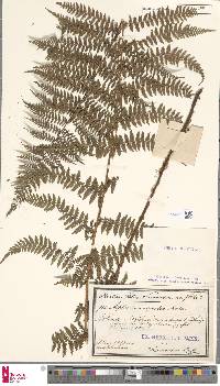 Athyrium distentifolium image