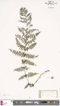 Athyrium distentifolium image