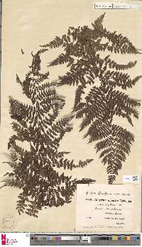 Athyrium distentifolium image