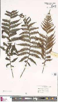 Diploblechnum fraseri image