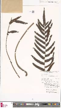 Chingia imponens image