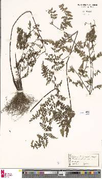 Image of Cheilanthes bergiana