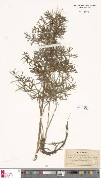 Ceratopteris thalictroides image