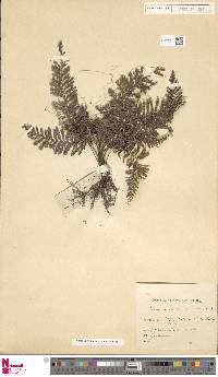 Cephalomanes javanicum var. sumatranum image