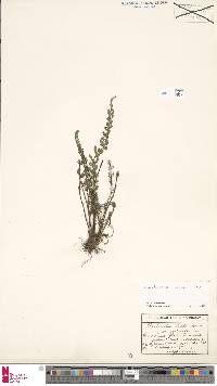 Cheilanthes contracta image