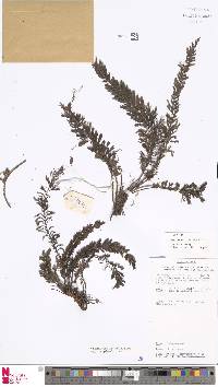 Cephalomanes javanicum var. asplenioides image