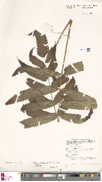 Chingia atrospinosa image