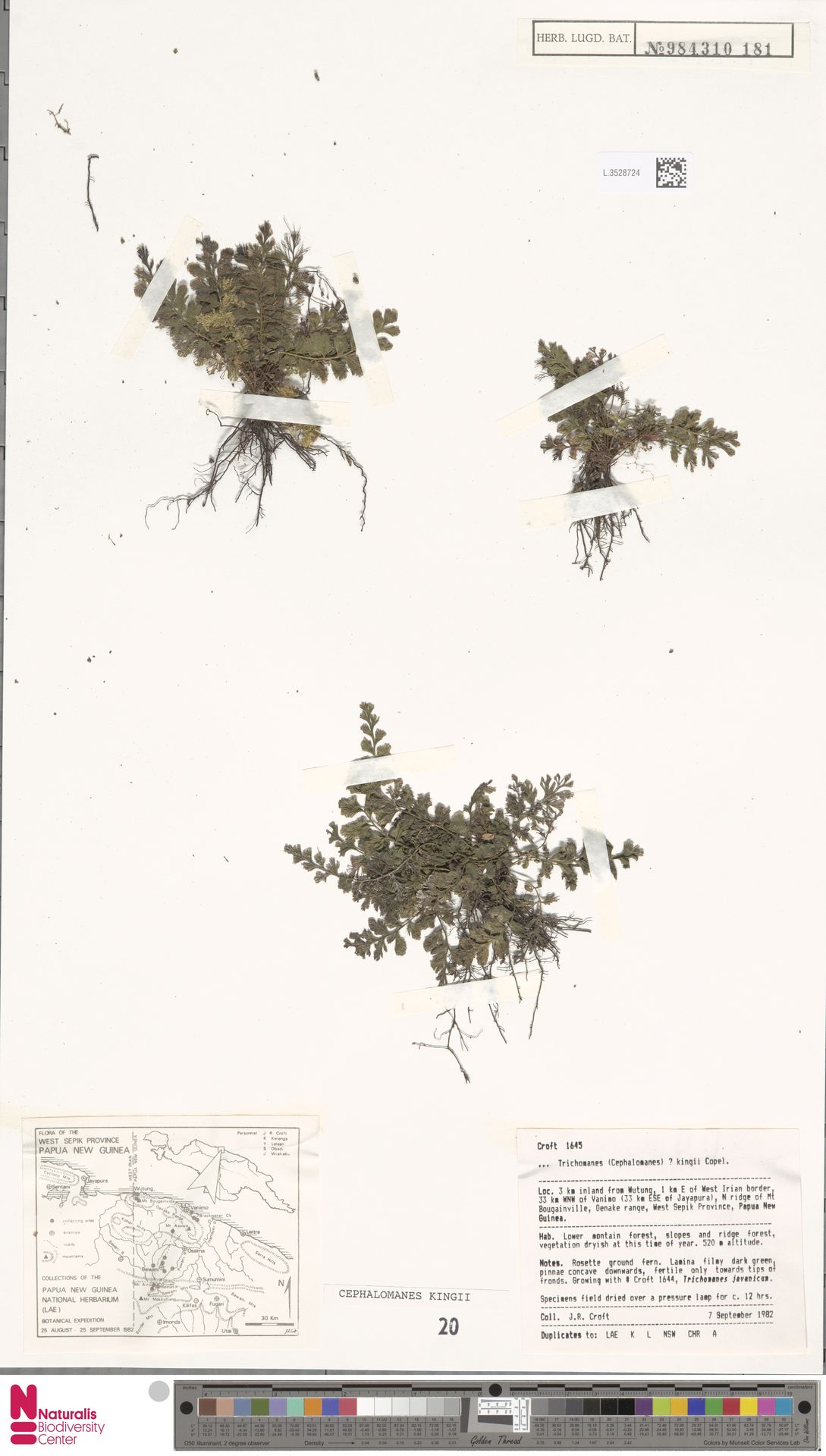 Cephalomanes atrovirens f. kingii image