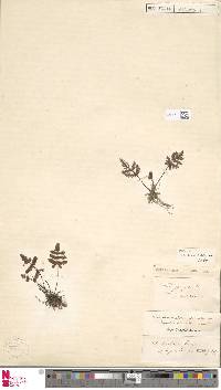 Oeosporangium coriaceum image