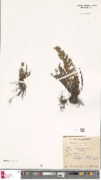 Cheilanthes hirta image