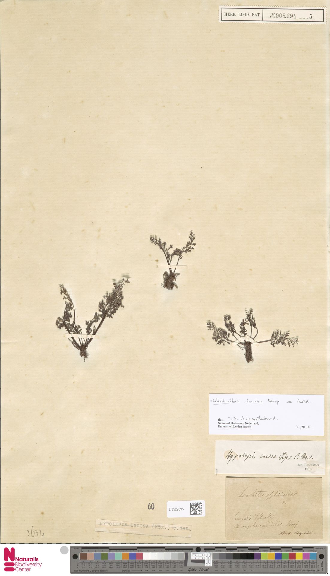 Cheilanthes incisa image
