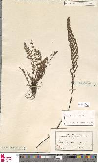 Cheilanthes hirta image