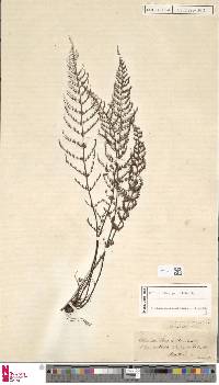 Cheilanthes parviloba image