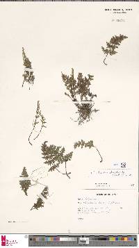 Oeosporangium pteridioides subsp. pteridioides image