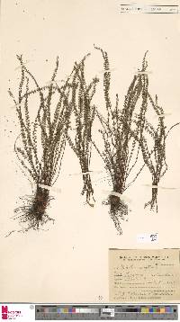 Cheilanthes micropteris image