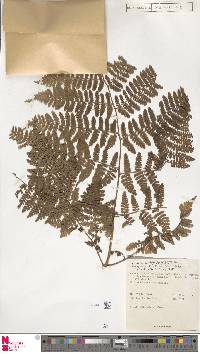 Dryopteris obtusiloba image