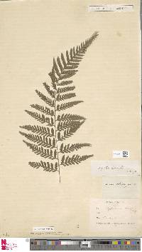 Parapolystichum effusum subsp. effusum image