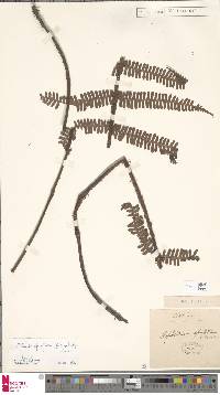 Dryopteris apiciflora image