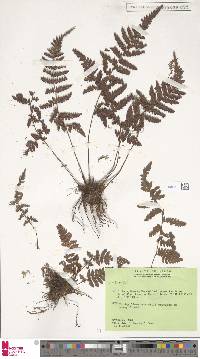 Image of Ctenitis coriacea