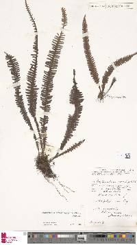 Prosaptia barathrophylla image