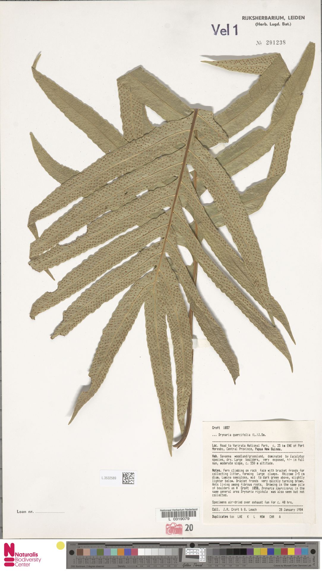 Aglaomorpha quercifolia image