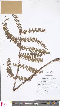 Didymochlaena truncatula image
