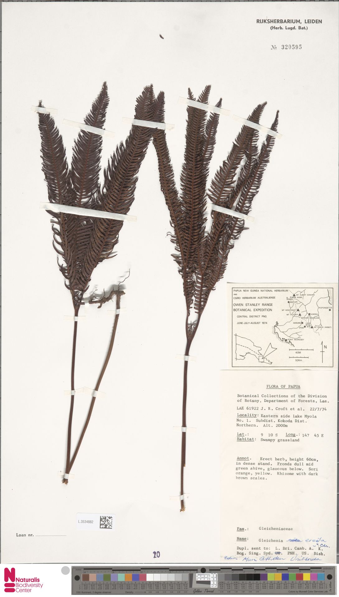 Sticherus erectus image