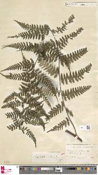 Dennstaedtia bipinnata image