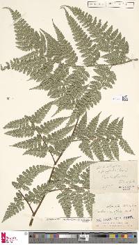 Dennstaedtia bipinnata image