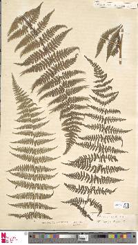 Dennstaedtia anthriscifolia image