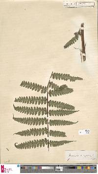 Dennstaedtia arborescens image