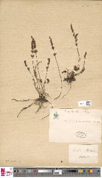 Cheilanthes sieberi image