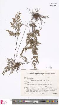 Oeosporangium tenuifolium image