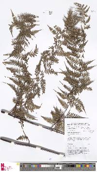 Dennstaedtia glabrata image