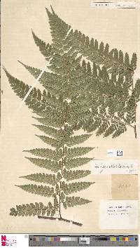 Dennstaedtia bipinnata image