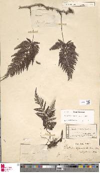 Davallia repens image