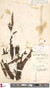 Image of Davallia triphylla