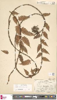 Davallia sessilifolia image