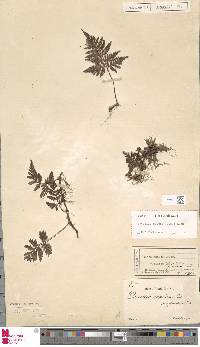 Davallia repens image