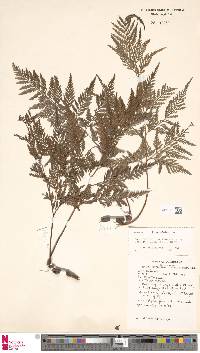 Davallia pyxidata image