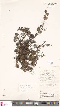 Davallia repens image