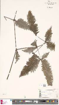 Dicranopteris tetraphylla image