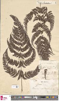 Dryopteris pseudocaenopteris image