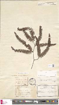 Gleichenella pectinata image