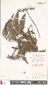 Dicranopteris linearis var. subferruginea image